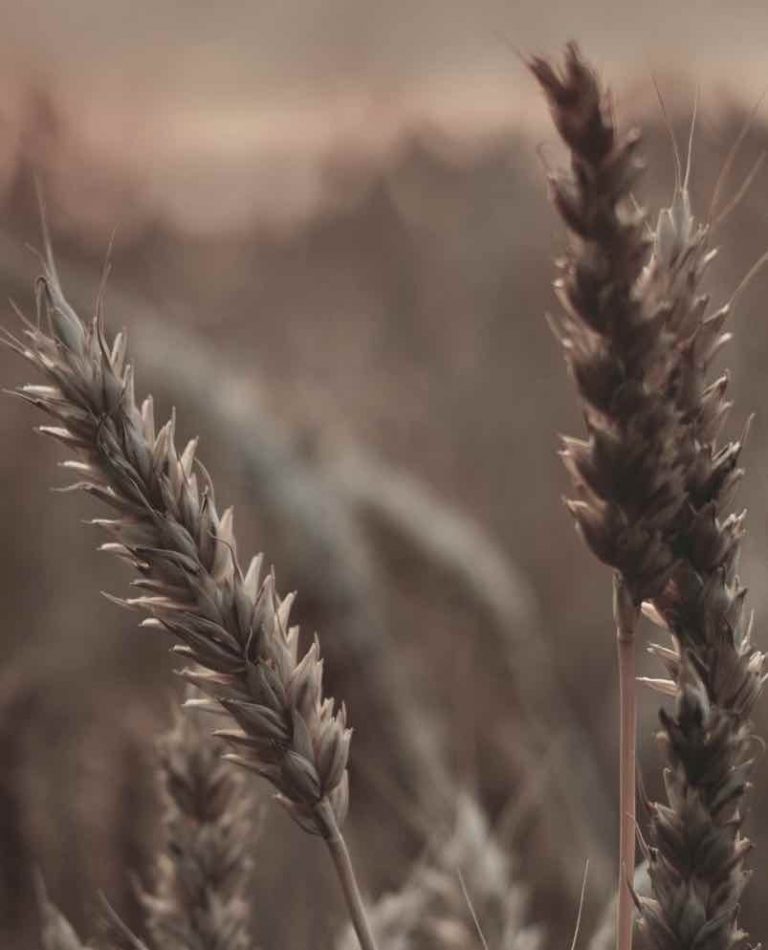 צליאק עורכי דין